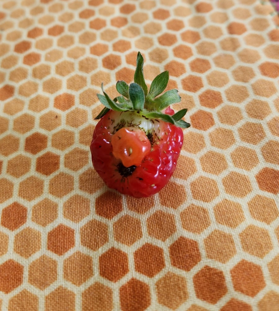 Strawberry buddy