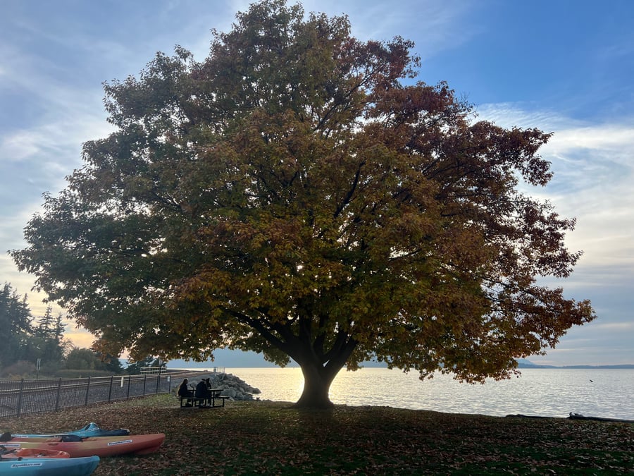 Marine Park tree