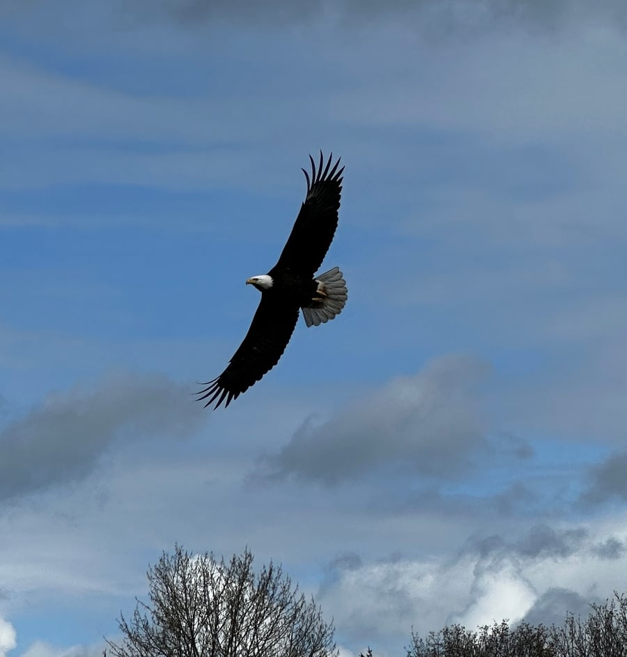 Eagle Looking for Lunch