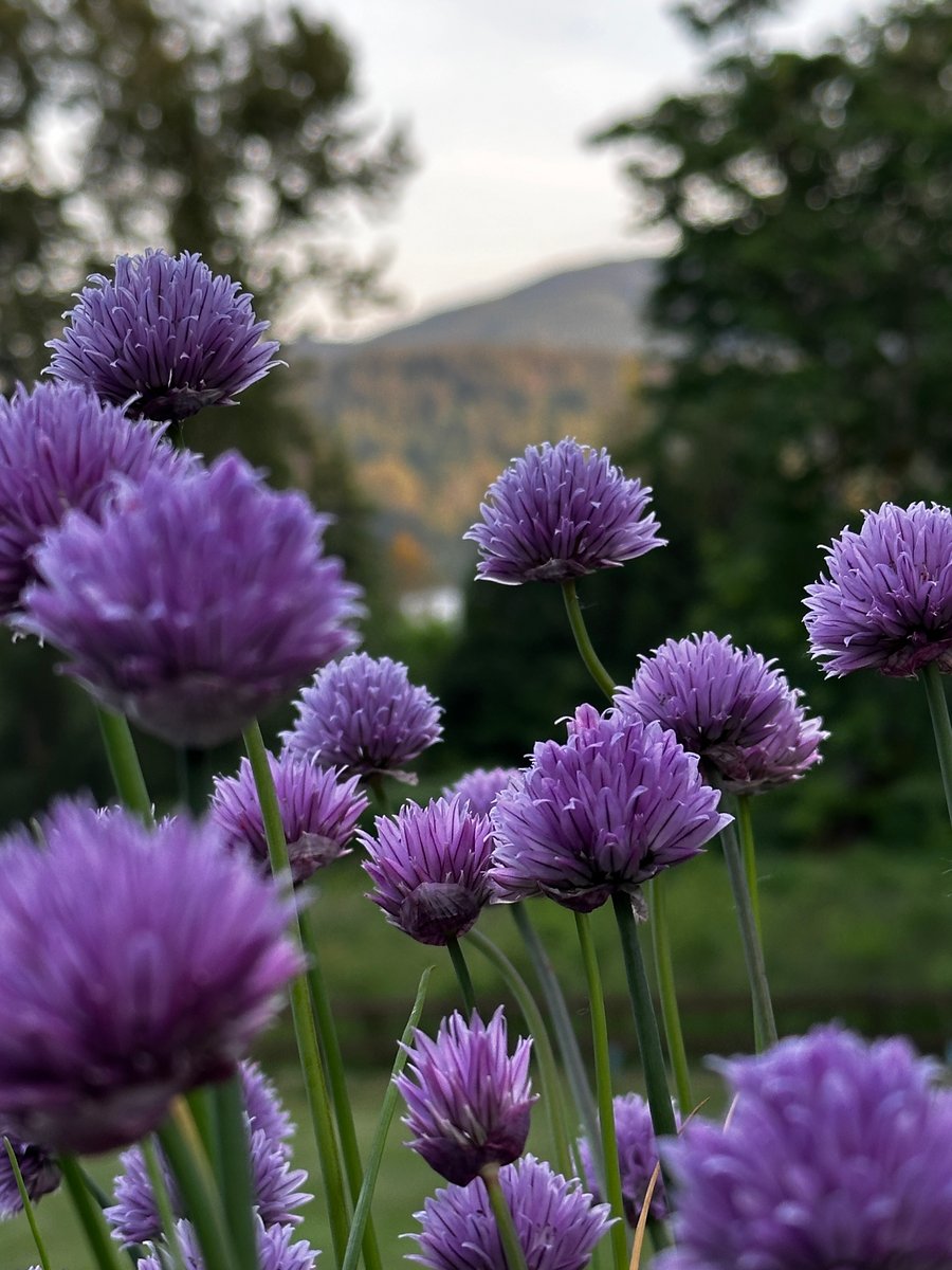 Chive blossoms, Lake Whatcom