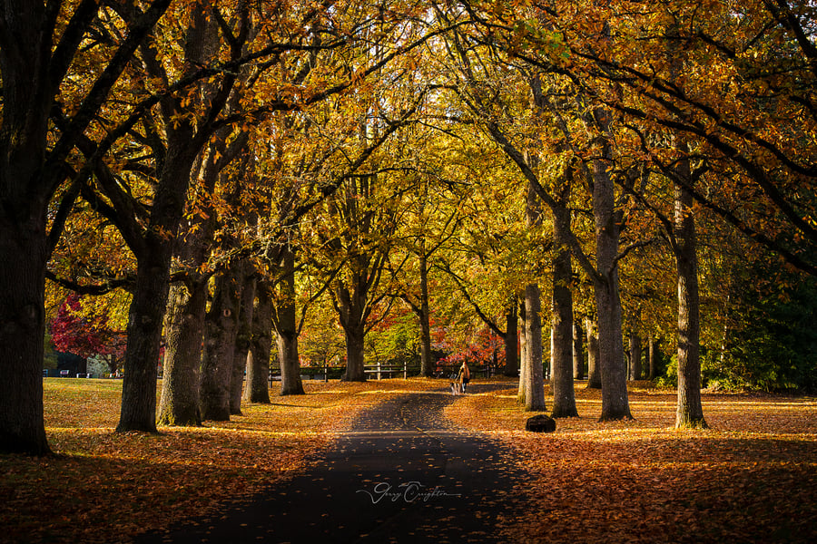 Fall Colors