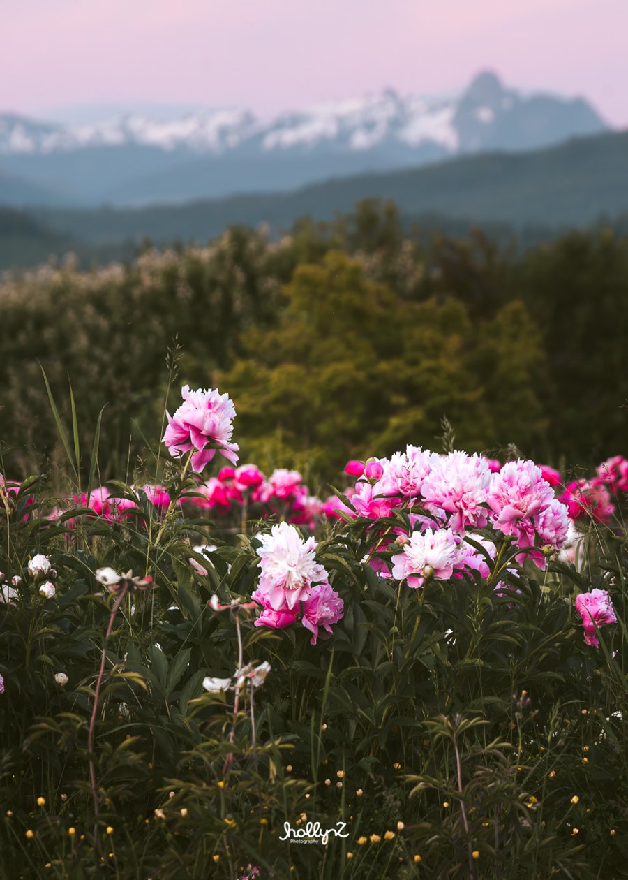 Simply Peonies in Everson