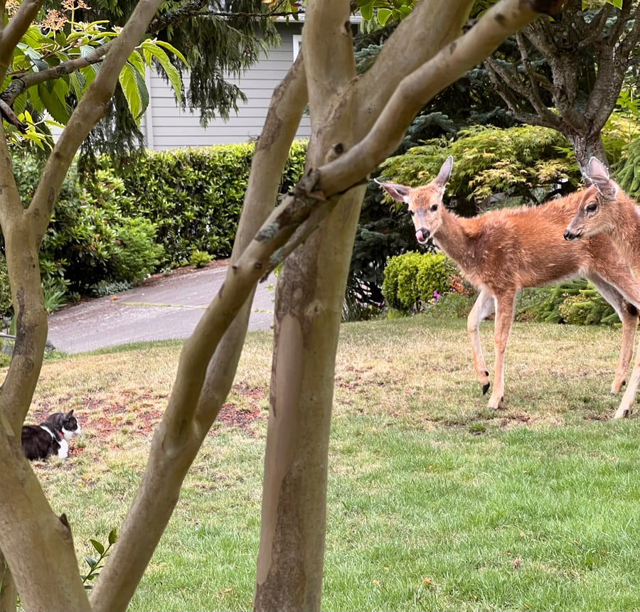 Curious twins