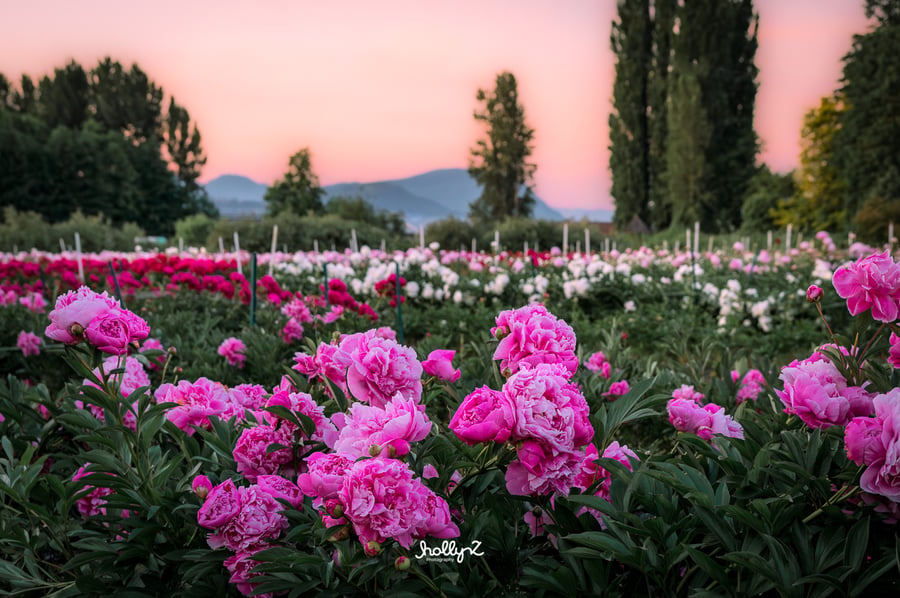 Simply Peonies in Everson