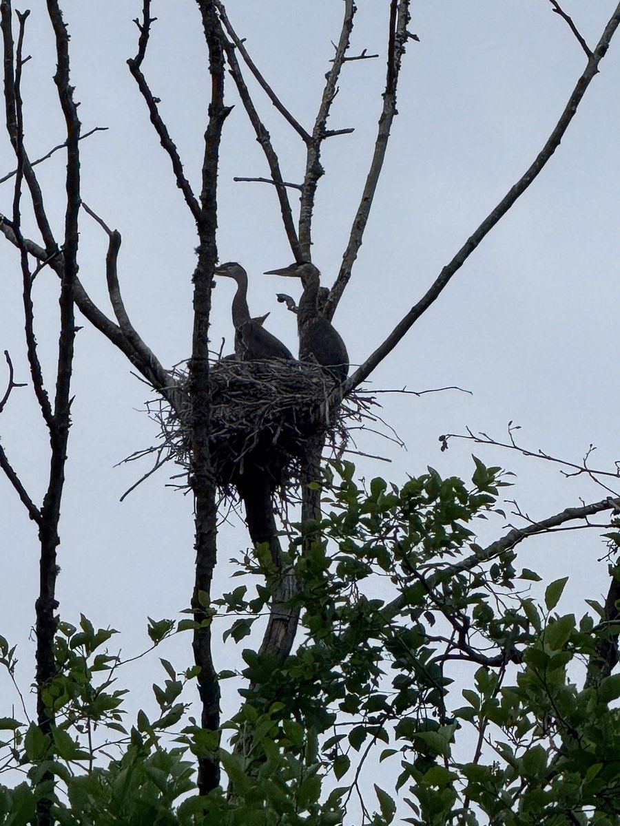 Great Blue Heron’s Party of 3