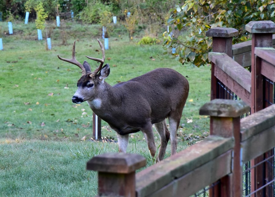 Morning Visitor