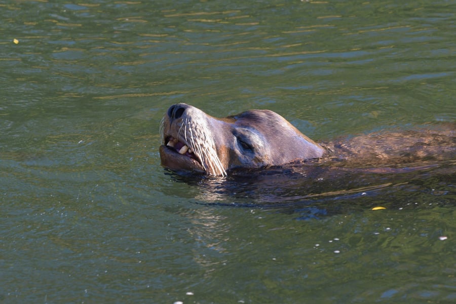 Sea Lion in Whatcom Creek