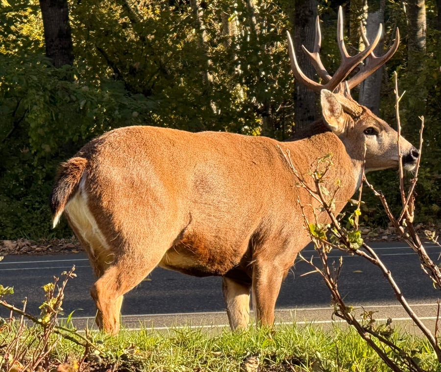 Chunk the Buck