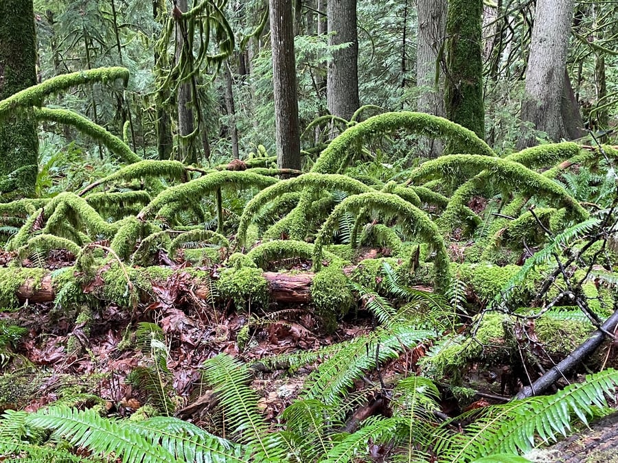 Moss Covered Branches