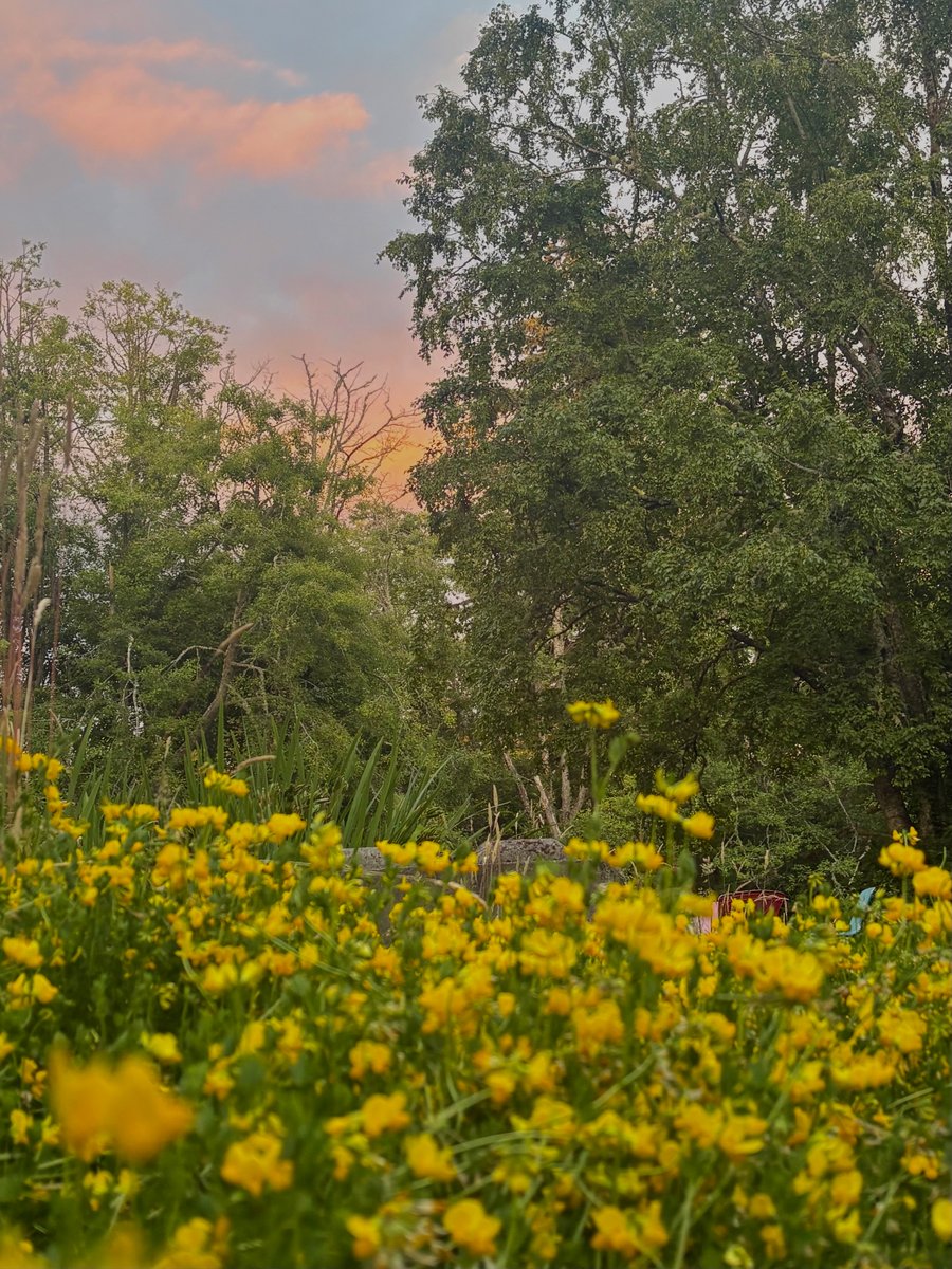 Still booming blooms!