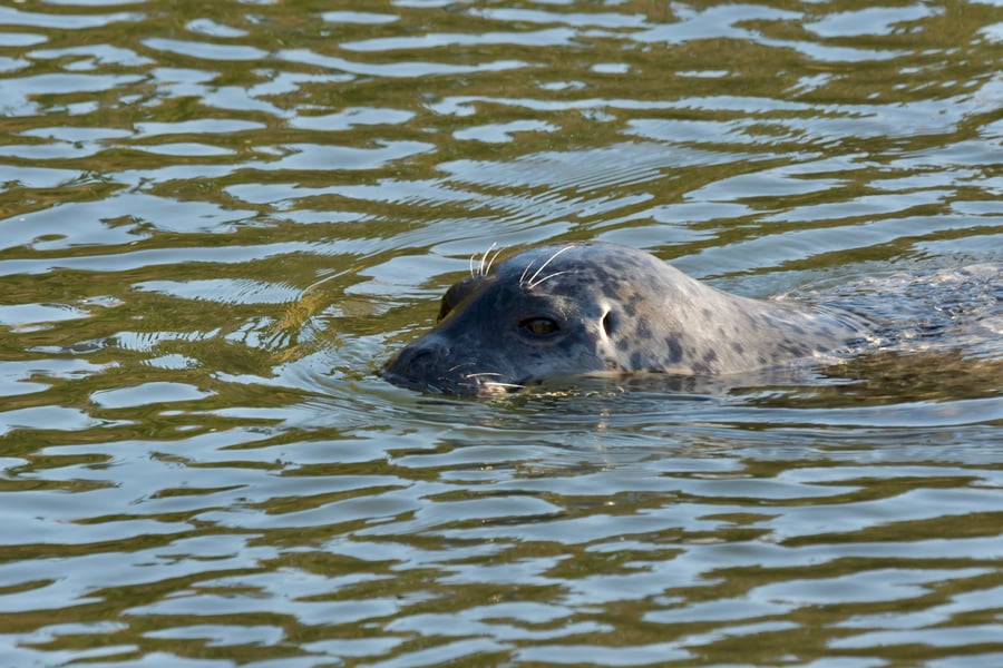 Seal in Whatcom Creek
