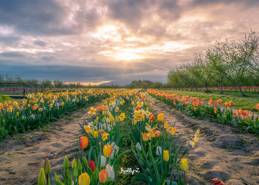Tulip Valley Farms