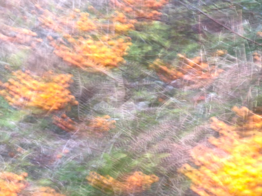 firethorns at Lake Padden