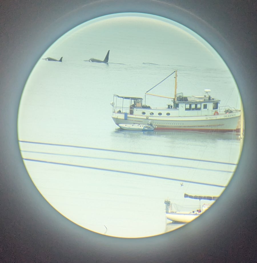 Orca Pod behind ferry terminal in Fairhaven