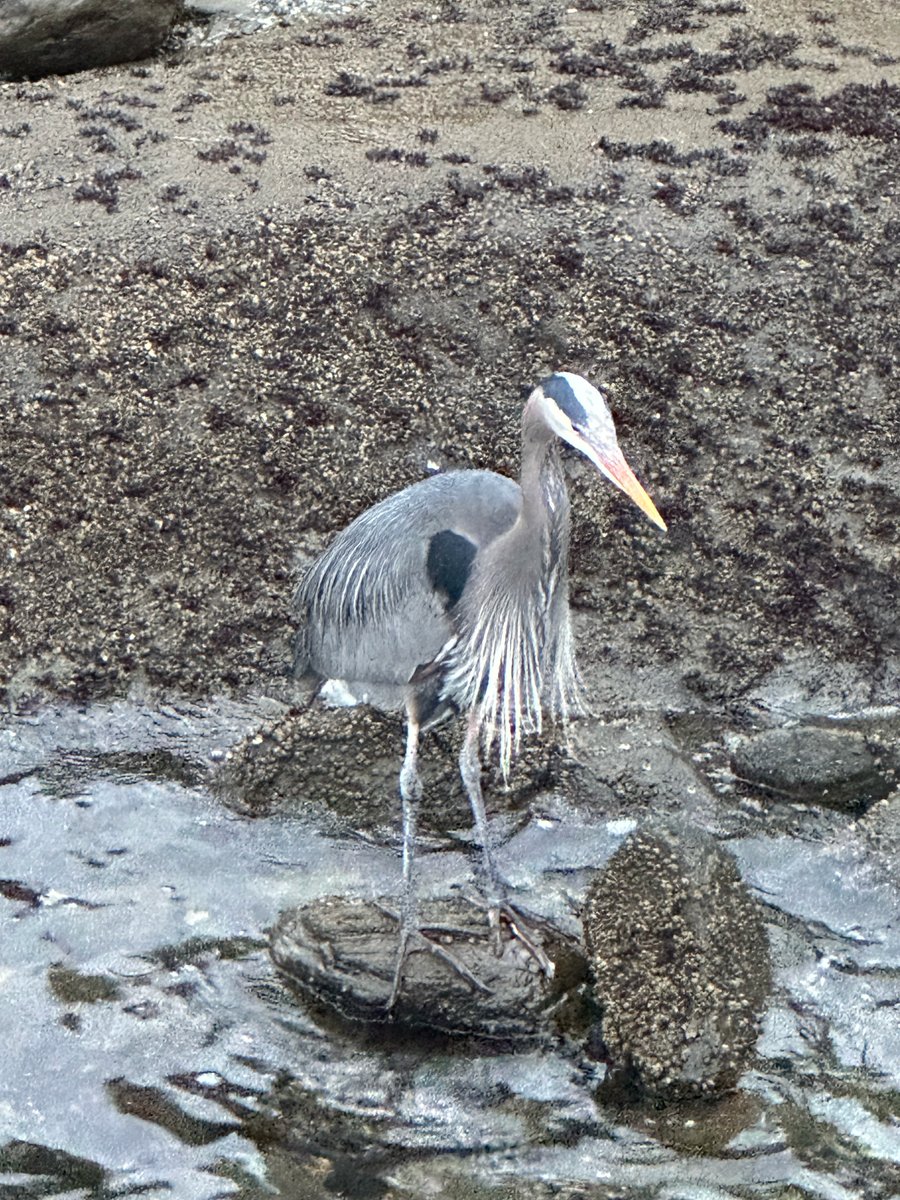 Heron at Blvd Park