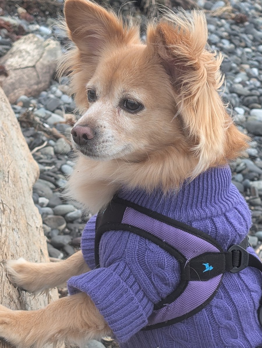 Dog Day Afternoon at Birch Nay