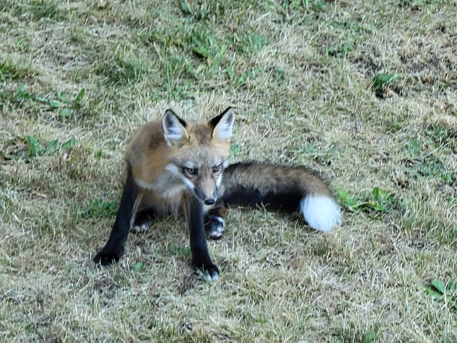 South Lake Samish Red Fox