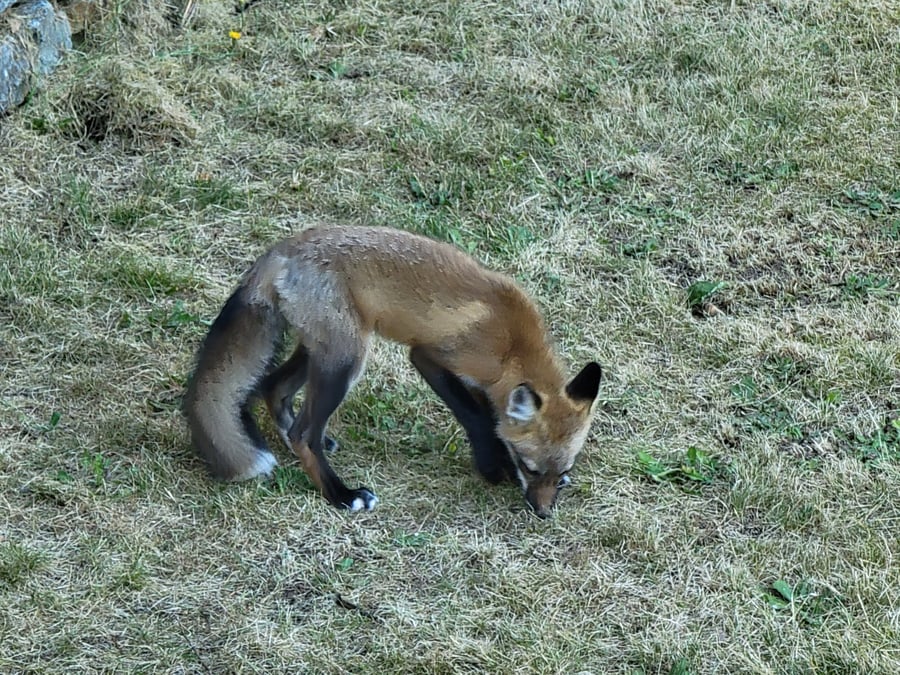 South Lake Samish Red Fox