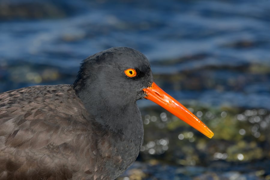Oystercatcher at Semiahmoo