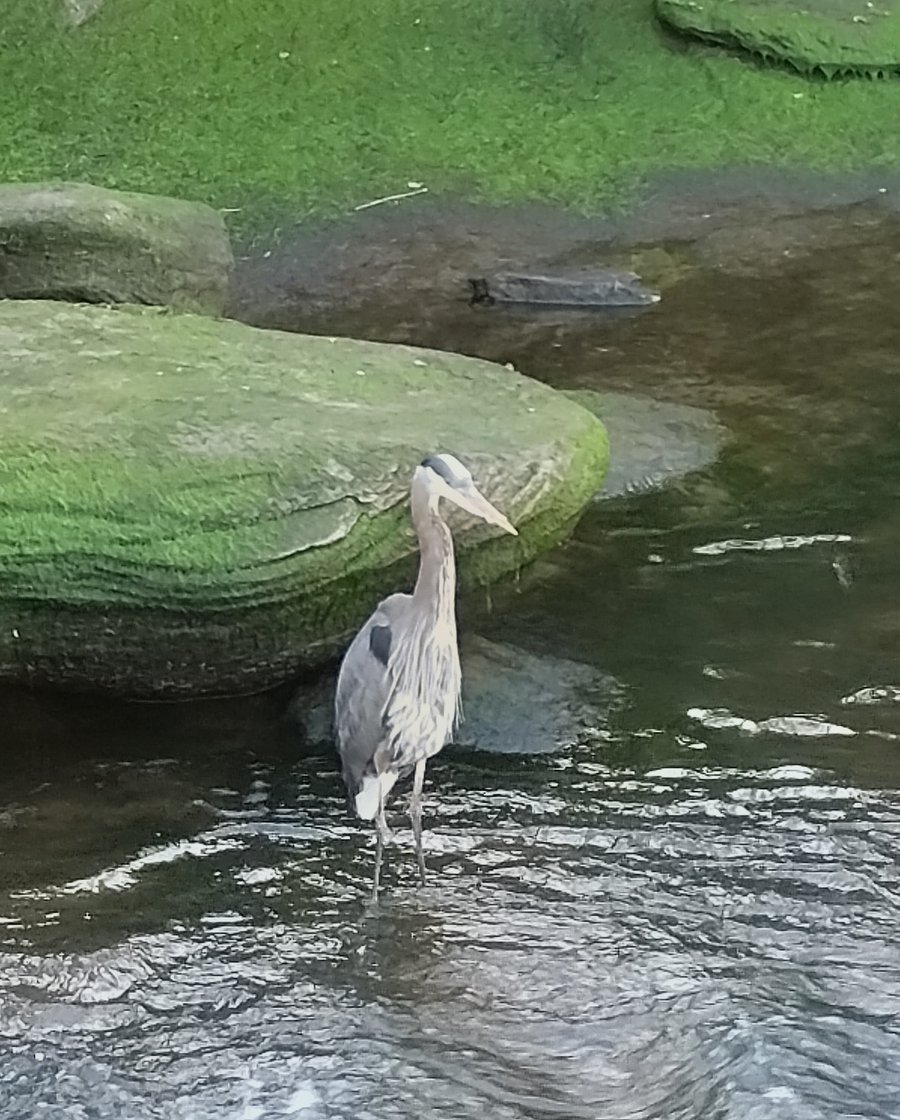 Hatchery Heron