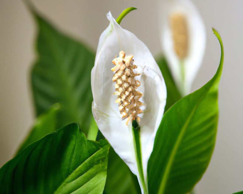 Flowering Peace Lily (Spathiphyllum)