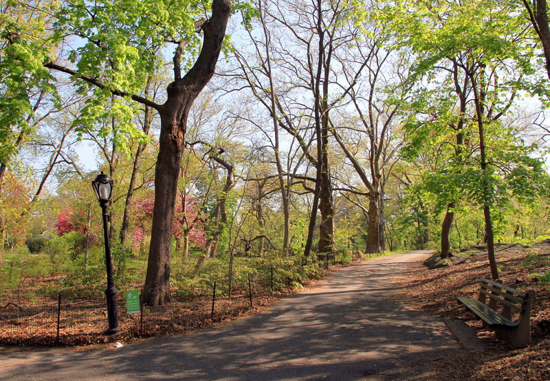 Path in Central Park