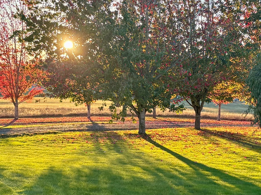 Autumnal Day