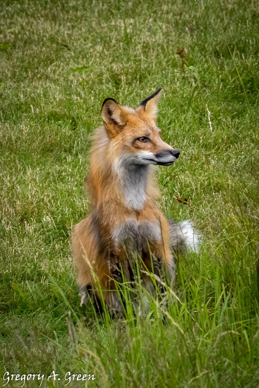 "Ferny" Ferndale Area Red Fox