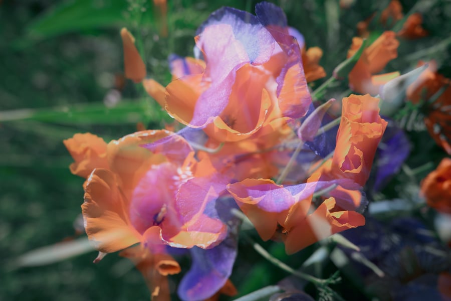 Iris the Goddess