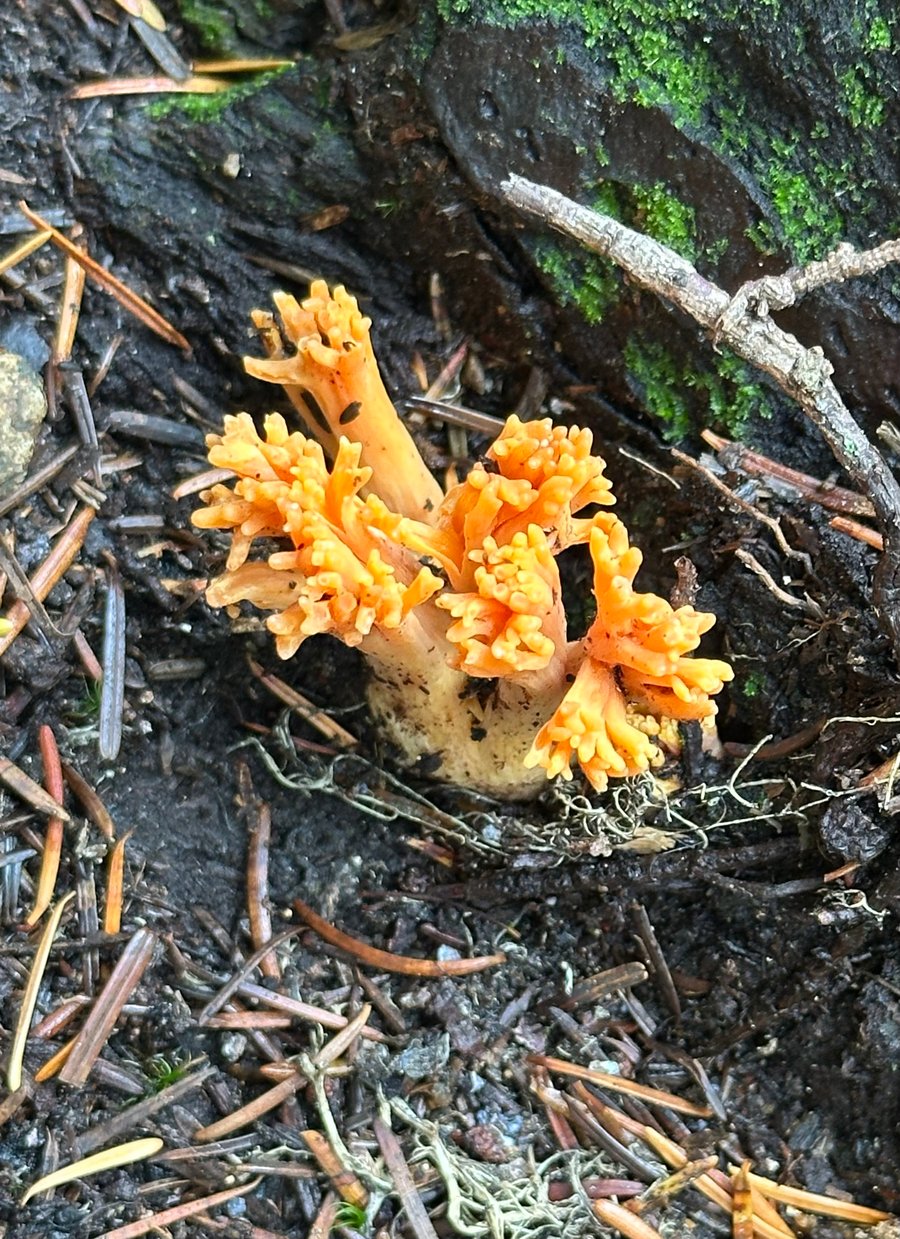 Fall foraging