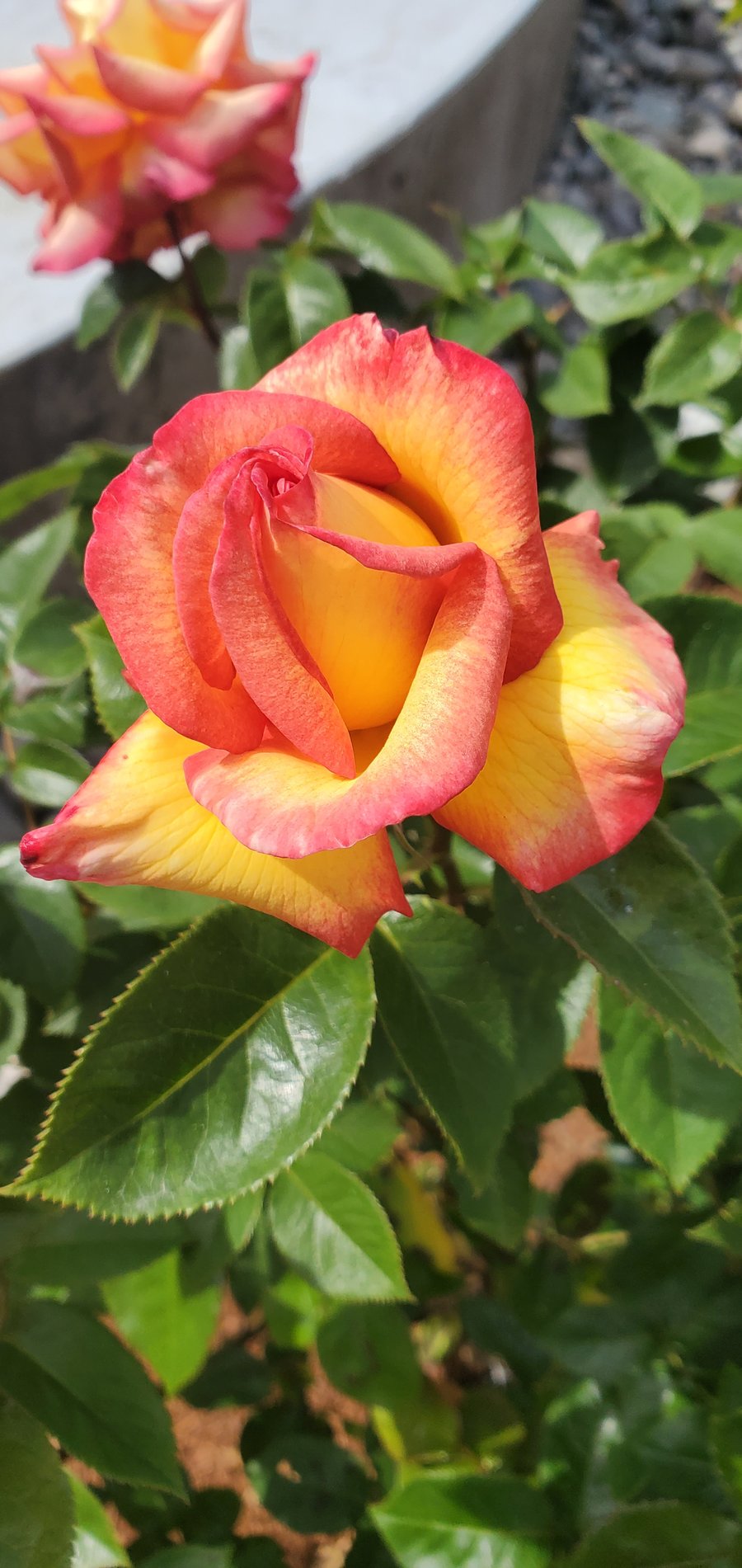 Rose is a  Rose