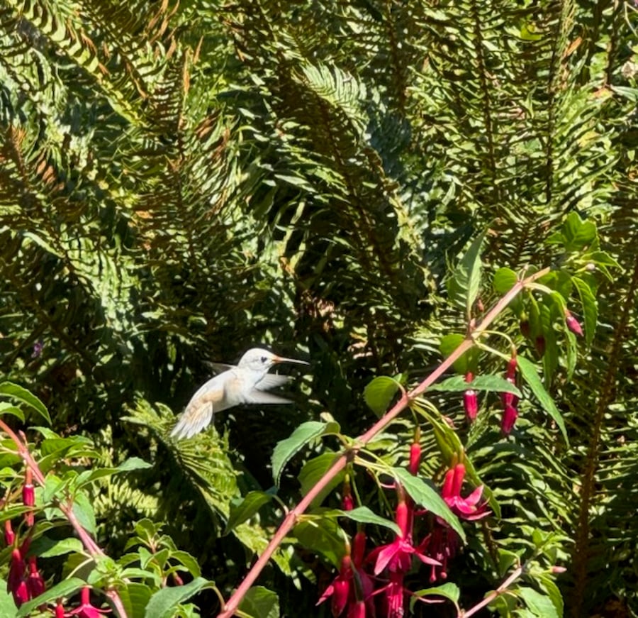 white (leucistic) hummingbird