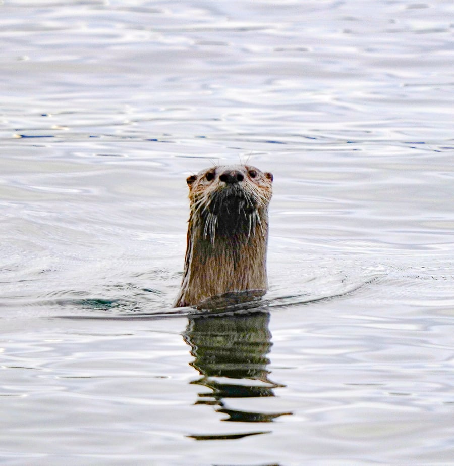 Curious River Otter