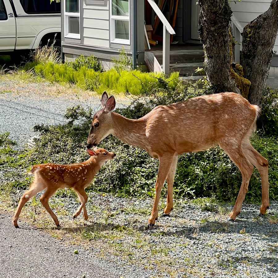 Speckled fawn and mom