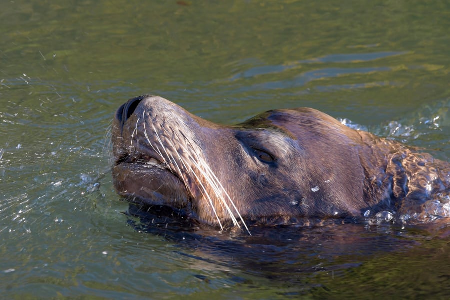 Sea Lion Close-Up in Whatcom Creek