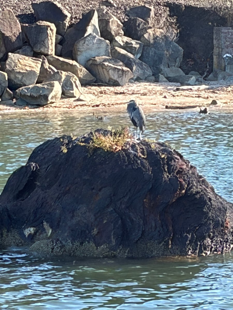 Bellingham Bird looking for Grace