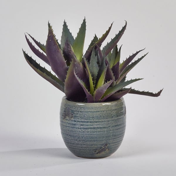 The Aloe - Demmerys