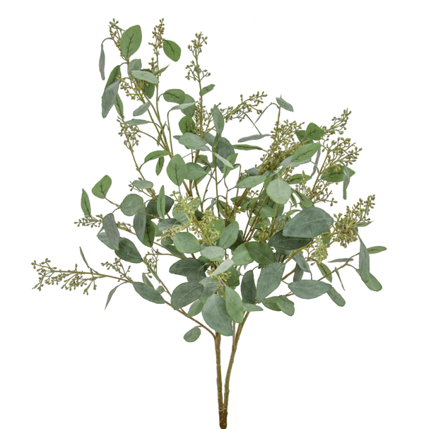 Eucalyptus in Seed bush 115cm