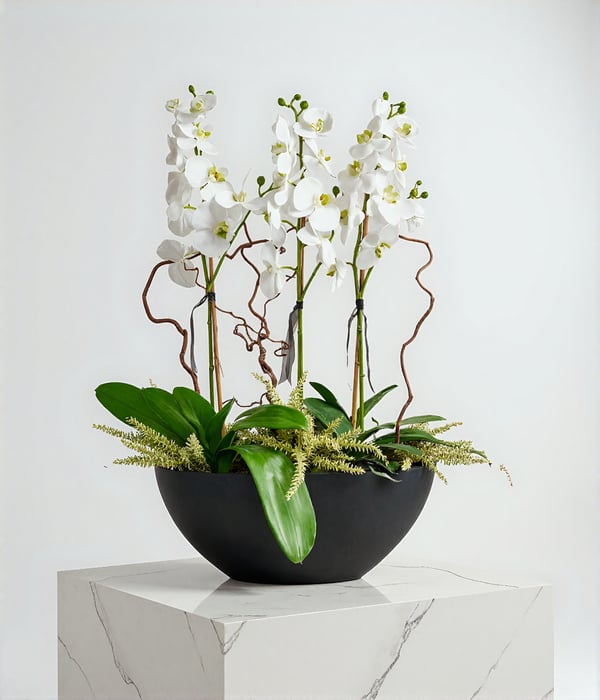 Luxury White Phalaenopsis Orchid Arrangement in Black Planter