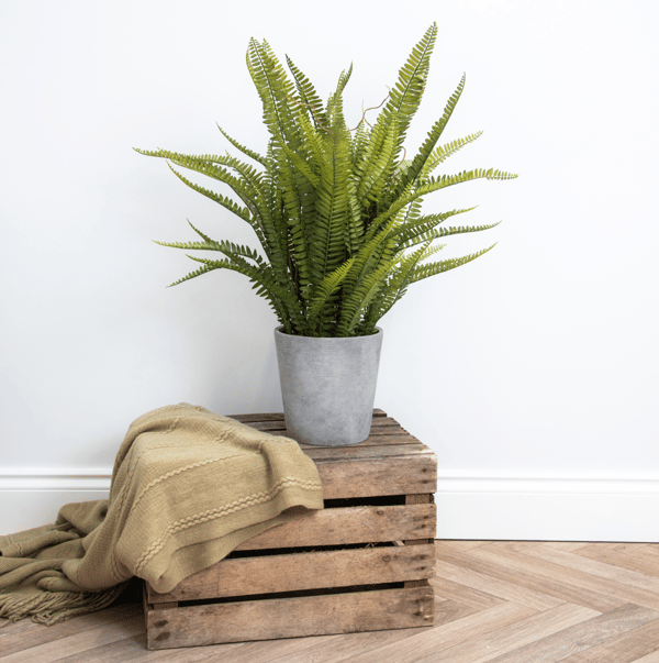 Fern Planter