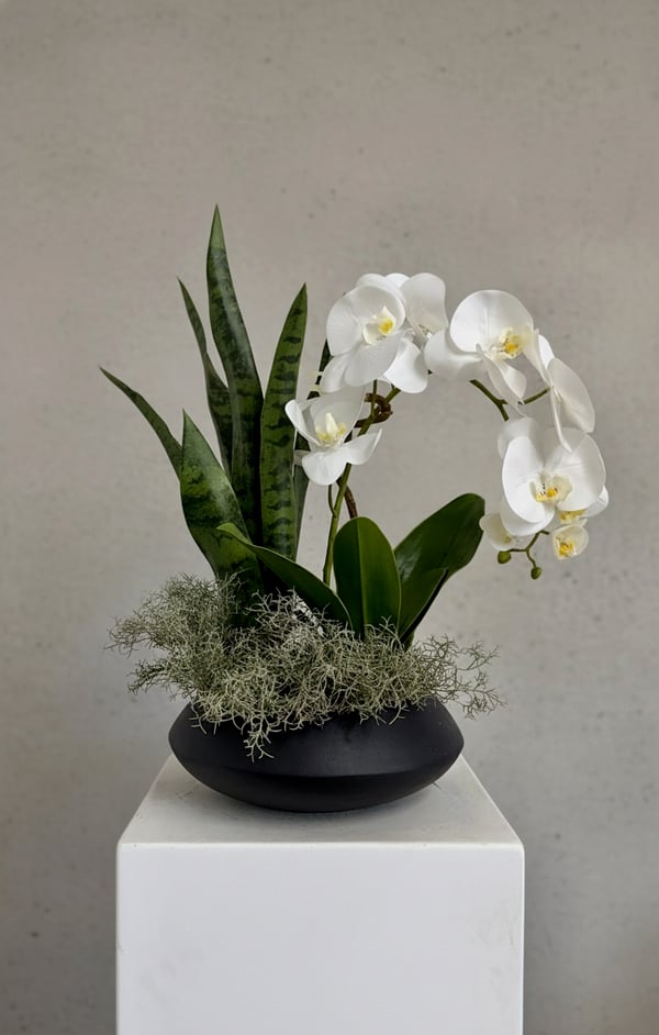 white orchid in a round black low planter