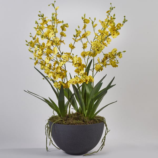 Yellow dancing orchid