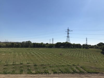A Greener Future: Our Tree-Planting Initiative 