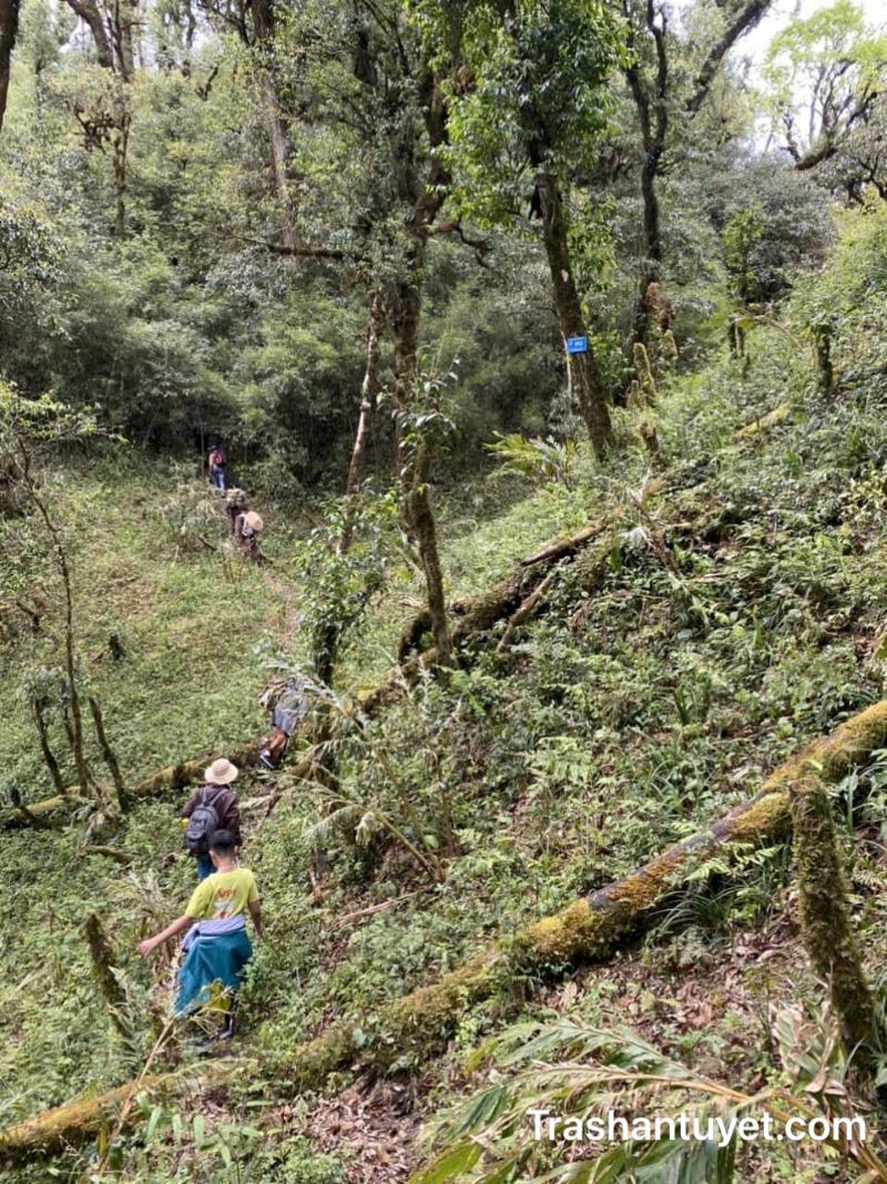 Những quần thể trà rừng hoang dã tại đỉnh Tây Côn Lĩnh >2.400m