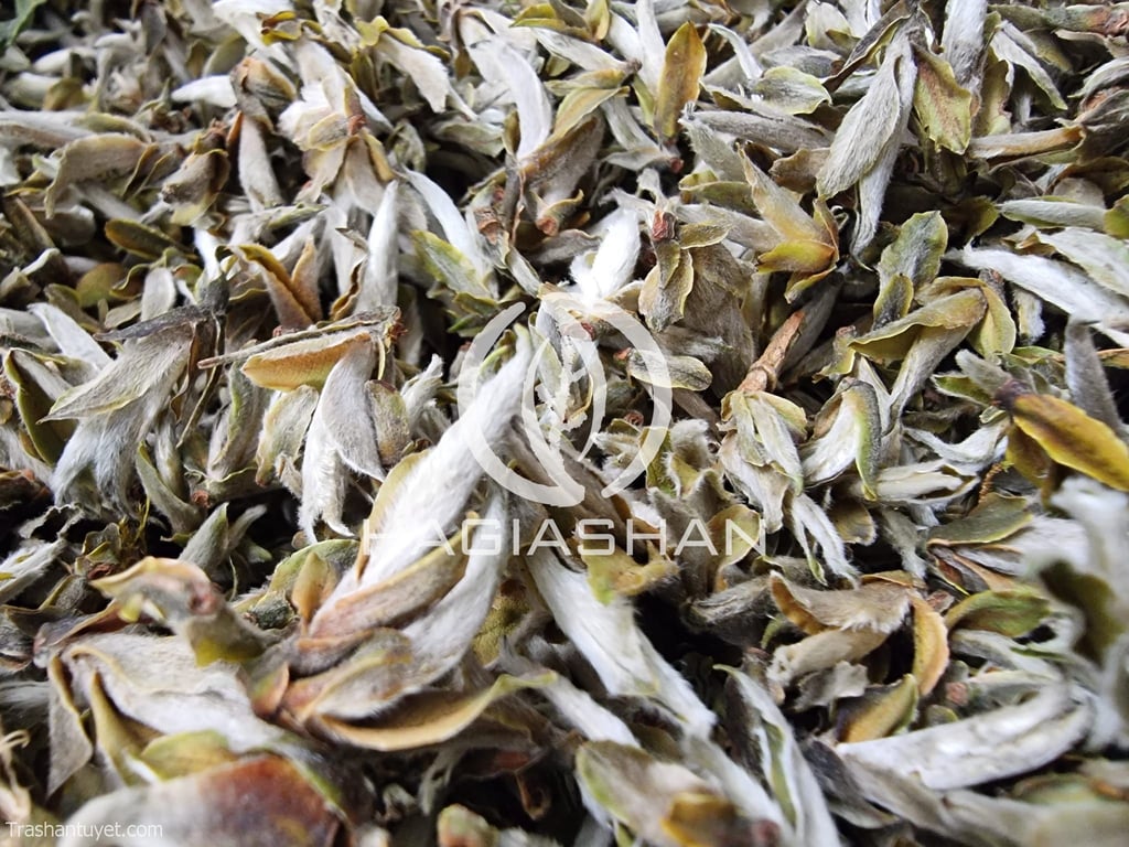 Bạch Trà Tiên - Hình ảnh 2