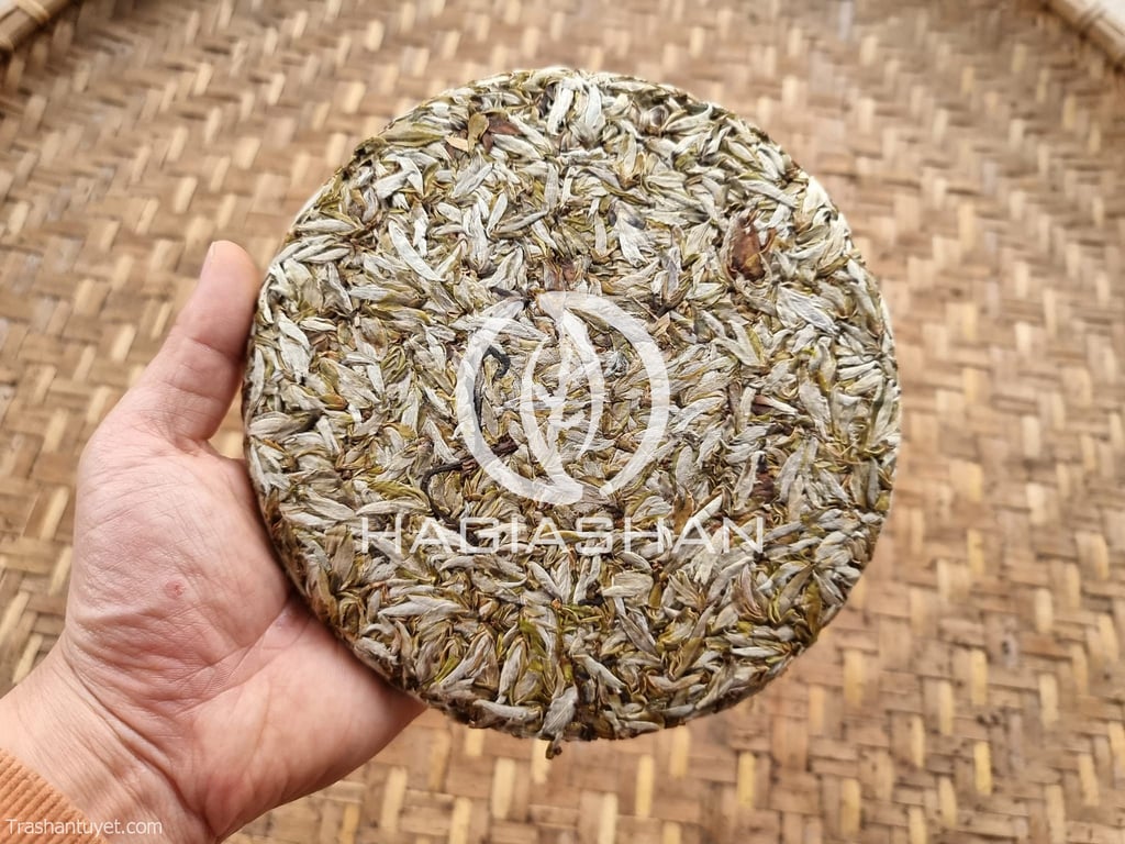 Bạch Trà Tiên - Hình ảnh 5