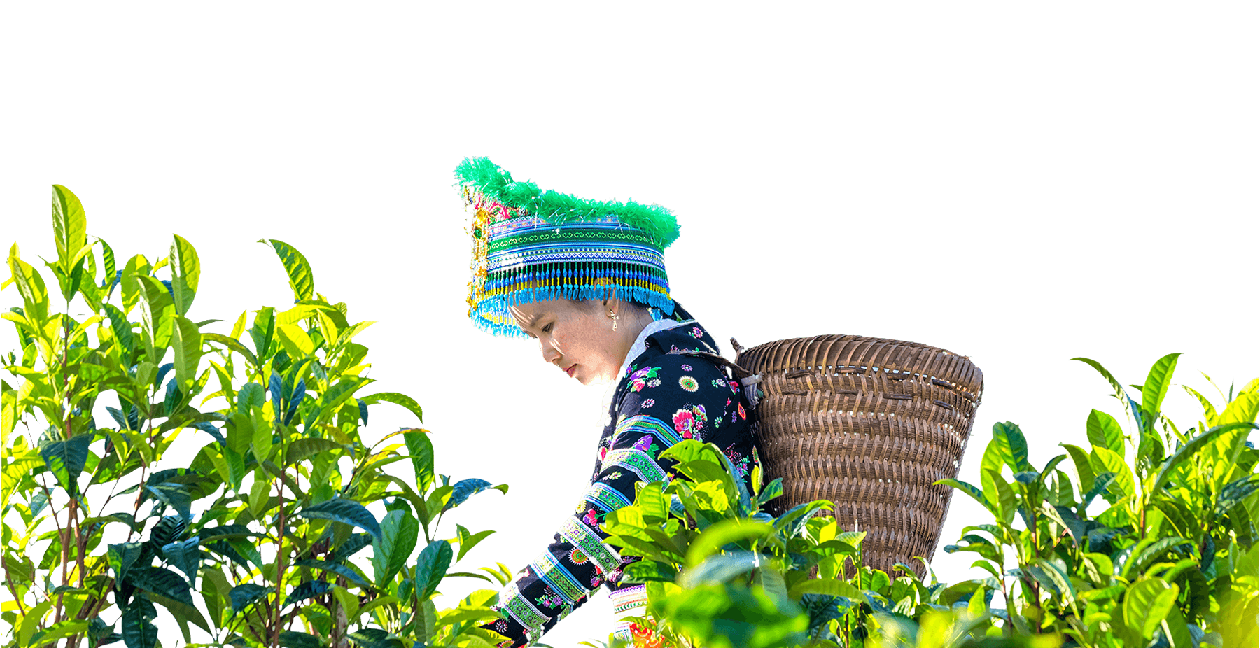 Hái và thu hoạch trà Shan Tuyết