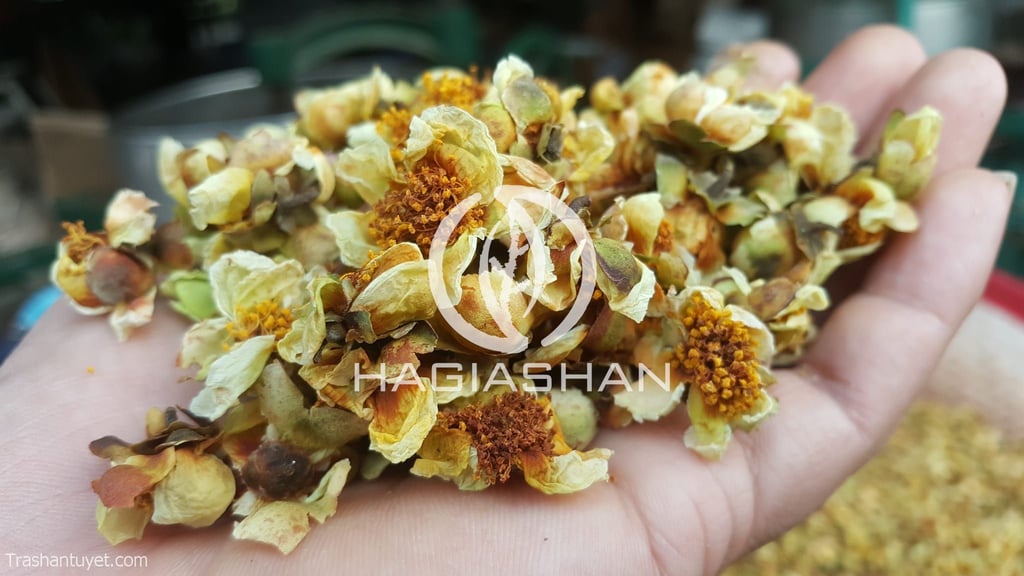 Nụ Hoa Trà Shan Tuyết - Hình ảnh 3