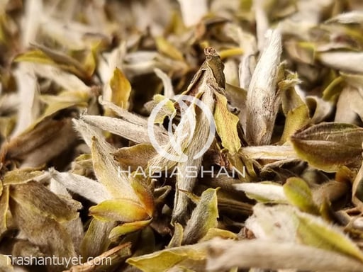 Bạch Trà Tiên
