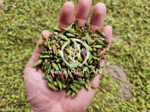 Trà Đuôi Rồng